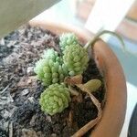 Sedum greggii Hoja
