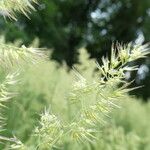 Phalaris arundinaceaFlower