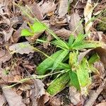 Carex plantaginea Leaf