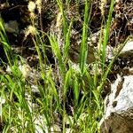 Achnatherum calamagrostis Blatt