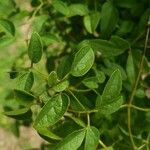 Clematis ligusticifolia برگ