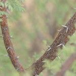 Vachellia hebeclada Кора