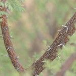 Acacia hebeclada Bark