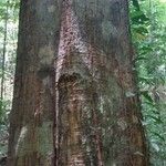 Virola michelii Corteza