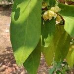 Syzygium aqueum ഇല