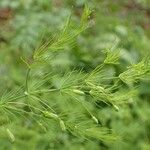 Asparagus tenuifolius 整株植物