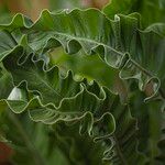 Asplenium nidus Leaf