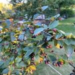 Cotoneaster integerrimus Mbuma