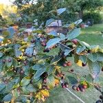 Cotoneaster acutifolius Fruto