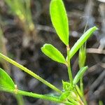 Onobrychis caput-galli Leaf