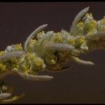 Artemisia pycnocephala Blüte