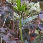 Hibiscus trionum Плод