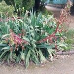 Beschorneria yuccoides Hábito