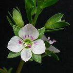 Veronica anagallis-aquatica Flower