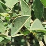 Indigofera schimperi 葉