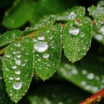 Sorbus americana Blatt