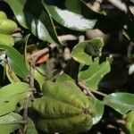 Diospyros whyteana Fruto