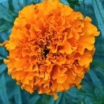 Tagetes erectaBloem