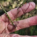 Urochloa eminii Bloem