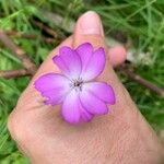 Eudianthe coeli-rosa Flower