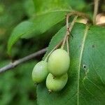 Viburnum prunifolium Fruit