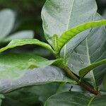 Voacanga africana Blad