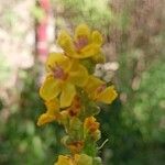 Verbascum nigrumFlower