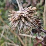 Echinops bannaticus Fruto