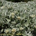 Helichrysum gossypinum Vivejo