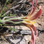 Mutisia hamata Flower