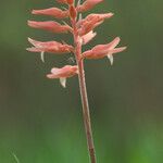 Sacoila lanceolata പുഷ്പം