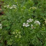 Coriandrum sativum 整株植物