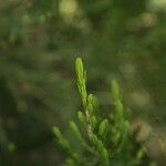 Erica arborescens Leaf