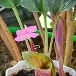 Kaempferia pulchra Flor