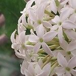 Acokanthera oppositifolia Flower