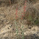 Penstemon centranthifolius Habit