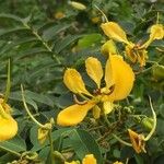 Cassia abbreviata 花