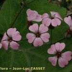 Vaccaria hispanica 花