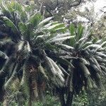 Cycas circinalis Hábito