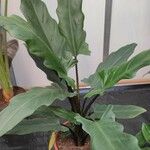 Alocasia lauterbachiana 形态