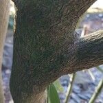 Alangium platanifolium Corteza