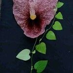 Aristolochia gigantea Flower