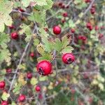 Crataegus monogynaFrugt