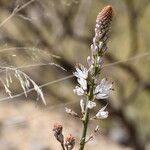 Asphodelus macrocarpus Fleur