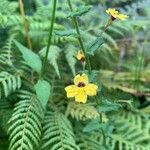 Goodenia heterophylla Flor