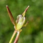 Gagea fragifera Fruit