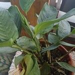 Calla palustris кора