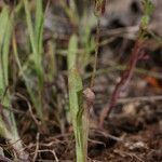 Agoseris heterophylla Flower