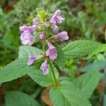 Stachys palustris Flower