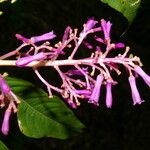 Palicourea angustifolia 花